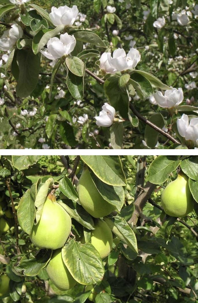Two photos stacked. The top photo is a breen shrub with white flowers and the bottom is the same green shrub with growing green fruit.